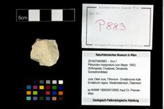 Foto (Objekt + Etikett) von Pithonoton marginatum (von Meyer, 1842)  (NHMW-GEO-2014-0194-0883)